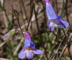 Penstemon griffinii
