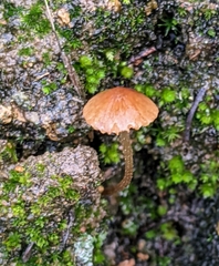 Galerina semilanceata