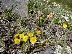 Erigeron aureus
