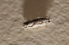 Holocola thalassinana