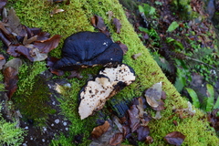 Ischnoderma benzoinum