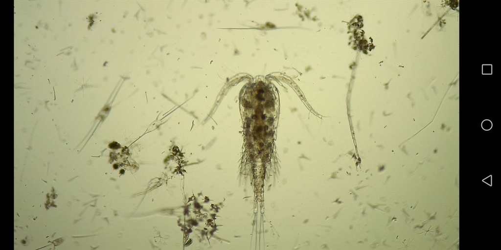 Mesocyclops araucanus