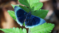 Lyropteryx lyra