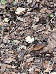 Amanita velosa