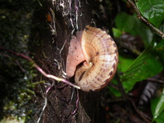 Solaropsis undata