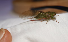 Chlorocysta vitripennis