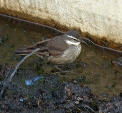 Cinclodes patagonicus