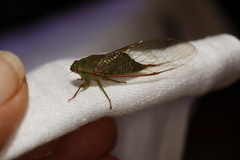 Chlorocysta vitripennis