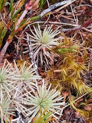 Celmisia sessiliflora