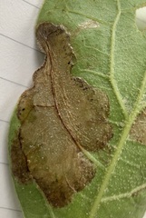 Acrocercops albinatella