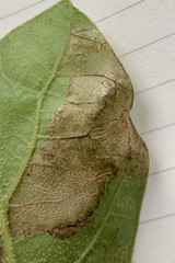 Acrocercops albinatella