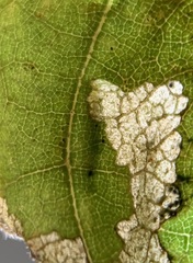 Acrocercops albinatella
