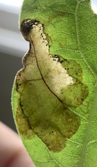 Acrocercops albinatella