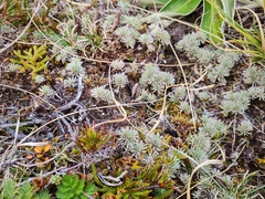 Celmisia sessiliflora