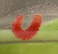 Acrocercops albinatella