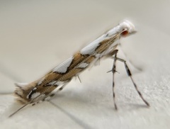 Acrocercops albinatella