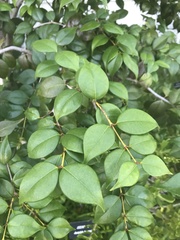 Eugenia confusa