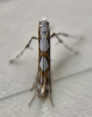 Acrocercops albinatella