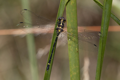 Eusynthemis aurolineata