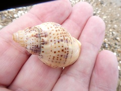 Cominella adspersa