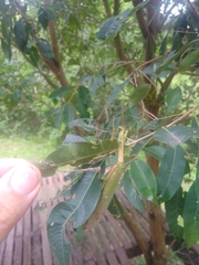 Coptopteryx argentina