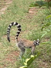 Lemur