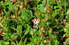 Vaccinium macrocarpon