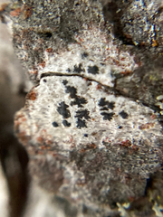 Arthonia radiata