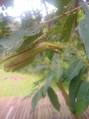 Coptopteryx argentina