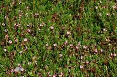 Vaccinium macrocarpon