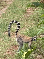 Lemur