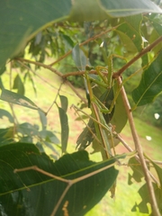 Coptopteryx argentina