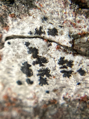 Arthonia radiata