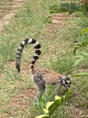 Lemur