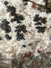 Arthonia radiata