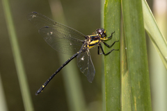 Eusynthemis aurolineata