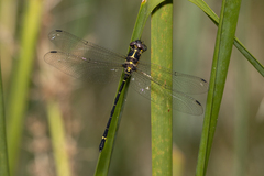 Eusynthemis aurolineata
