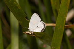 Candalides xanthospilos