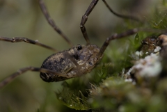 Oligolophus hanseni