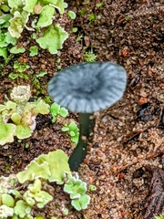 Arrhenia chlorocyanea