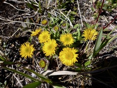 Erigeron aureus