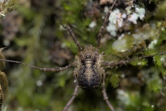 Oligolophus hanseni