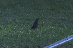Molothrus bonariensis