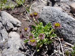 Erigeron aureus