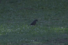 Molothrus bonariensis