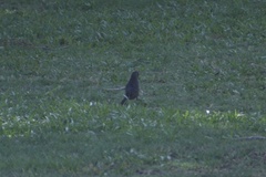 Molothrus bonariensis