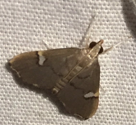 Deuterophysa albilunalis