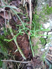 Rhipsalis