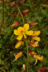 Erythrostemon angulatus