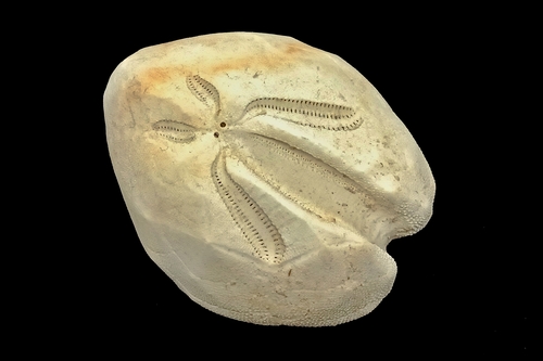 Ova canalifera